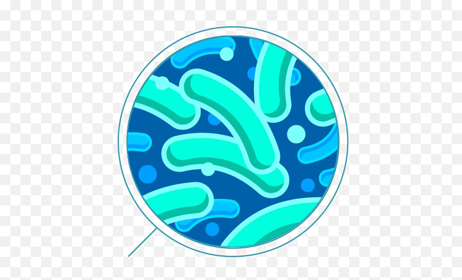 Bacteria Png Transparent - Transparent Background Bacteria Png,Bacteria Transparent Background