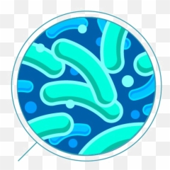Bacteria Png Transparent - Background
