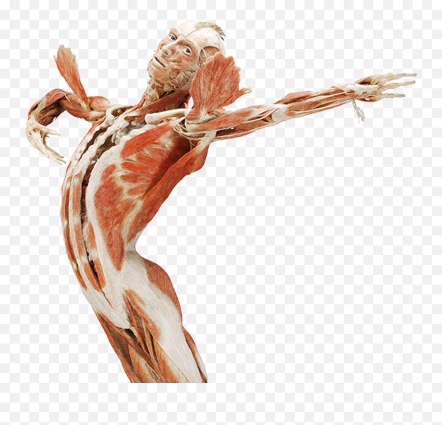 Body Worlds Amst - Body Worlds Png,Body Png