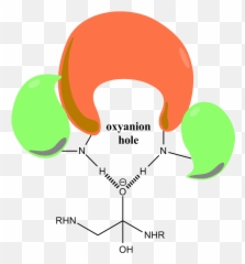 Oxyanion Hole - 4 png