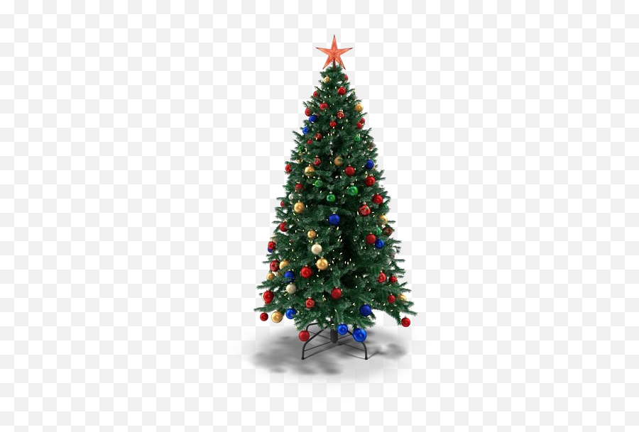 Christmas Fir - Real Christmas Tree Png,Christmas Tree Transparent Background