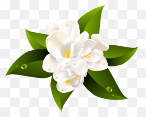 Jasmine Flower Png Picture - Jasmine Flower Clipart Png,Jasmine Png