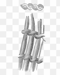 Fileresearches Into The Early History Of Mankind And - Hedgehog Cactus Png,Saguaro Png