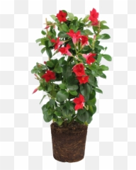 Elho - Mandevilla Rocktrumpet Rocktrumpet Png,Bougainvillea Png
