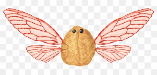 Vegemals U2014 Elena Gold - Illustration Png,Walnut Png