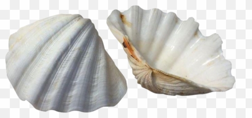 Pin By White Wolf - Shell Sea Png Aesthetic,Seashell Png