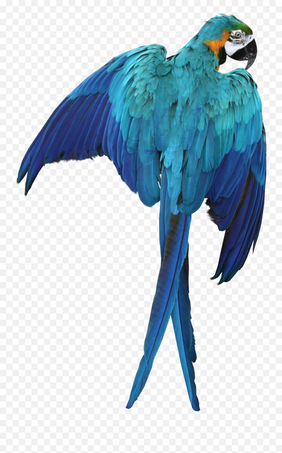 Macaw Parrot Transparent Background - Transparent Background Parrot Transparent Png,Parrot Transparent