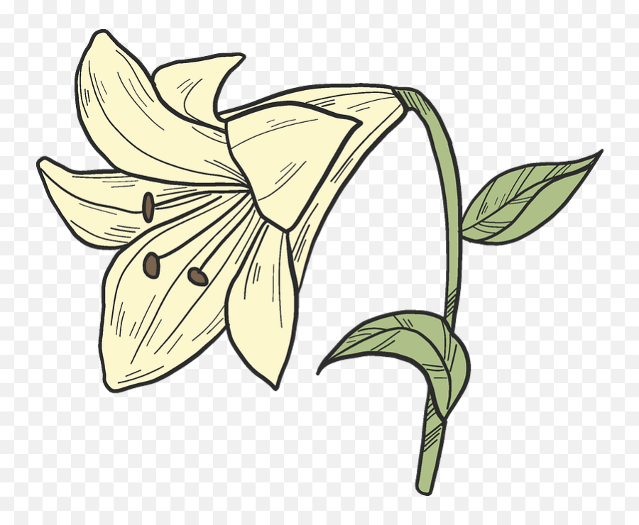 Clipart - Lily Png,White Lily Png