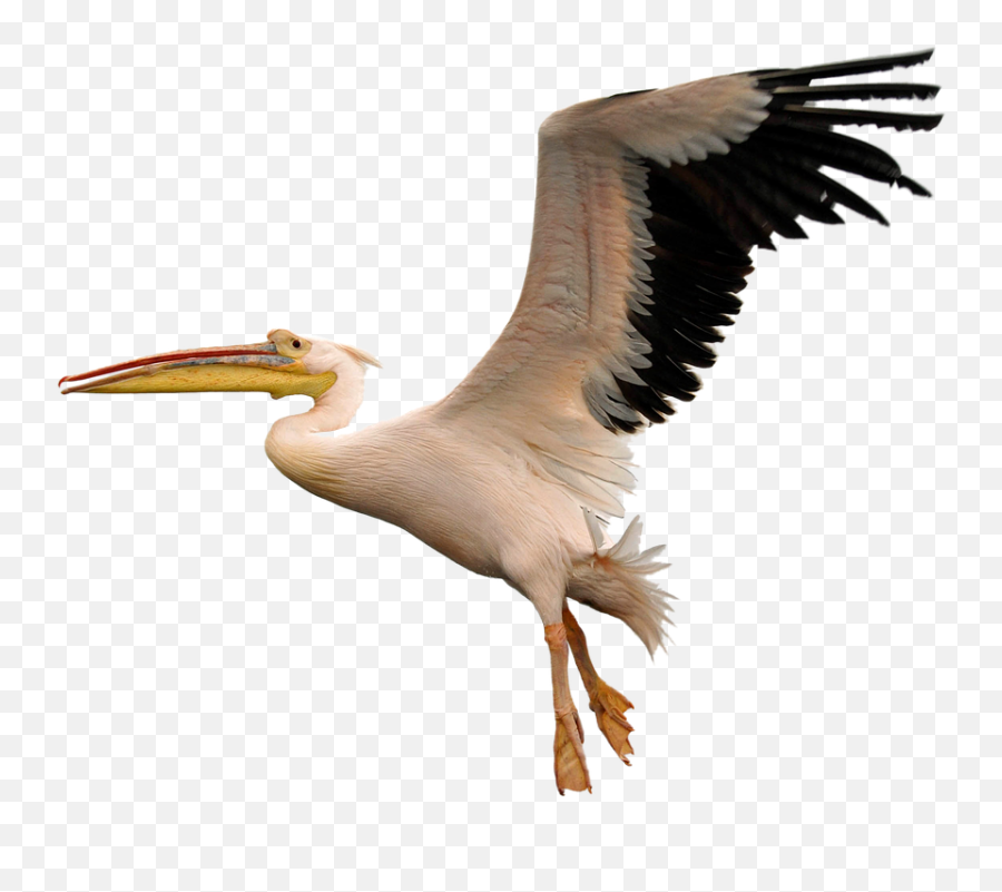 Bird Transparent Png Image Free1 Clipart Vectors Psd - Pelican Bird Png,Fly Png