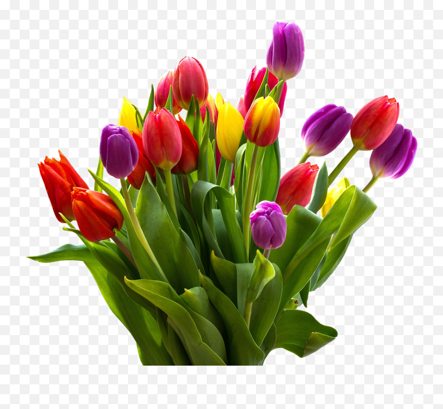 Easter Flower Png Transparent Images - Tulip Flower Png,Flower Png Transparent