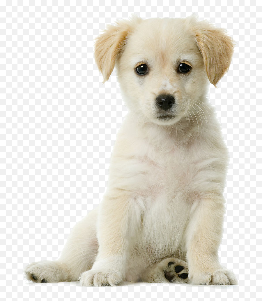 Labradorpuppycollar - Golden Retriever Puppy Transparent Background Png,Cute Dog Png