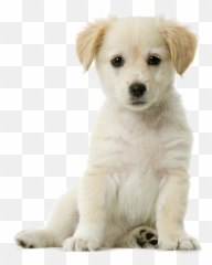 Labradorpuppycollar - Golden Retriever Puppy Transparent Background Png,Cute Dog Png