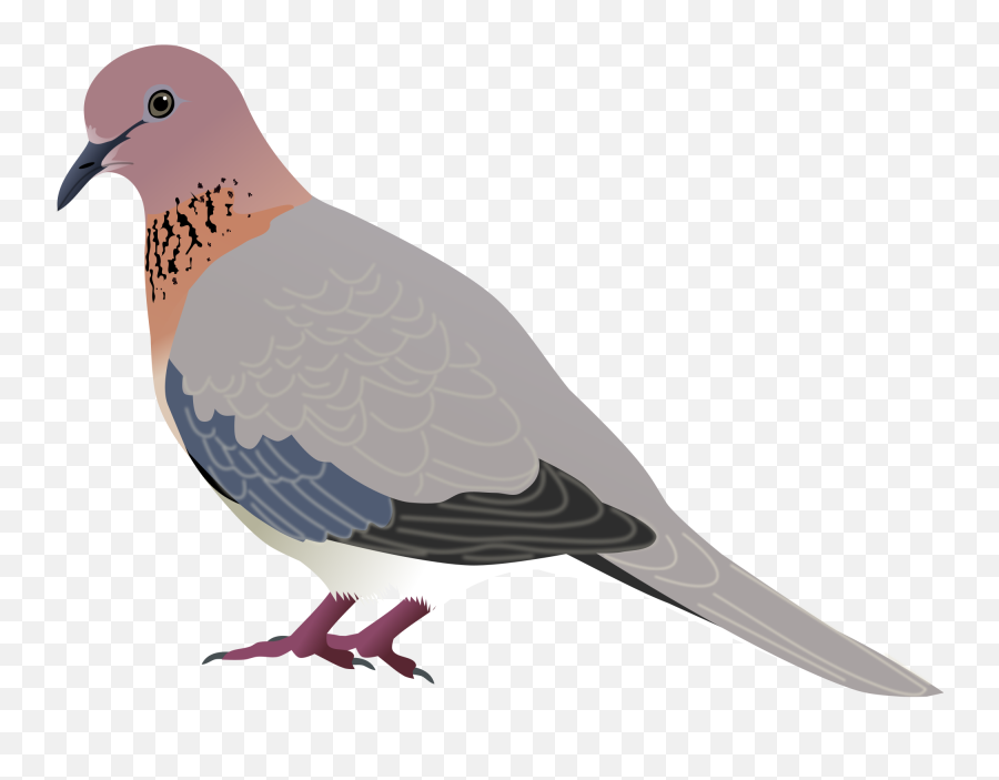 Vector Doves Svg - Diagram Of Laughing Dove Png,Doves Png