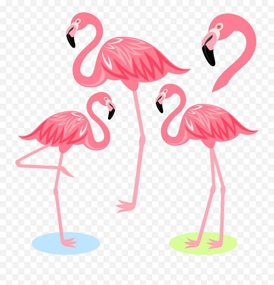 Flamingo Bird Illustration Cartoon Free - Flamingo Cartoon Png,Flamingo Clipart Png