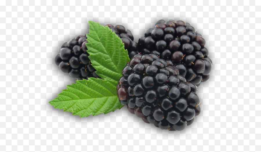 Download Free Blackberry Fruit - Fruit Transparent Blackberry Png,Blackberry Icon