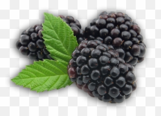 Download Free Blackberry Fruit - Transparent png