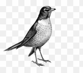 Uncategorized Archives Page 11 Of 15 The Atavist Magazine - Old World Flycatchers png