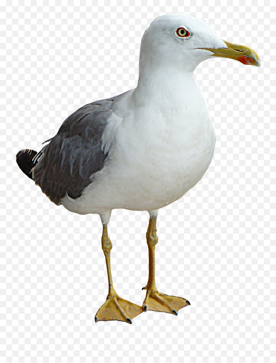 Seagull Bird Thinking Png Transparent - Seagull Png,Thinking Transparent