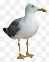 Seagull Bird Thinking Png Transparent