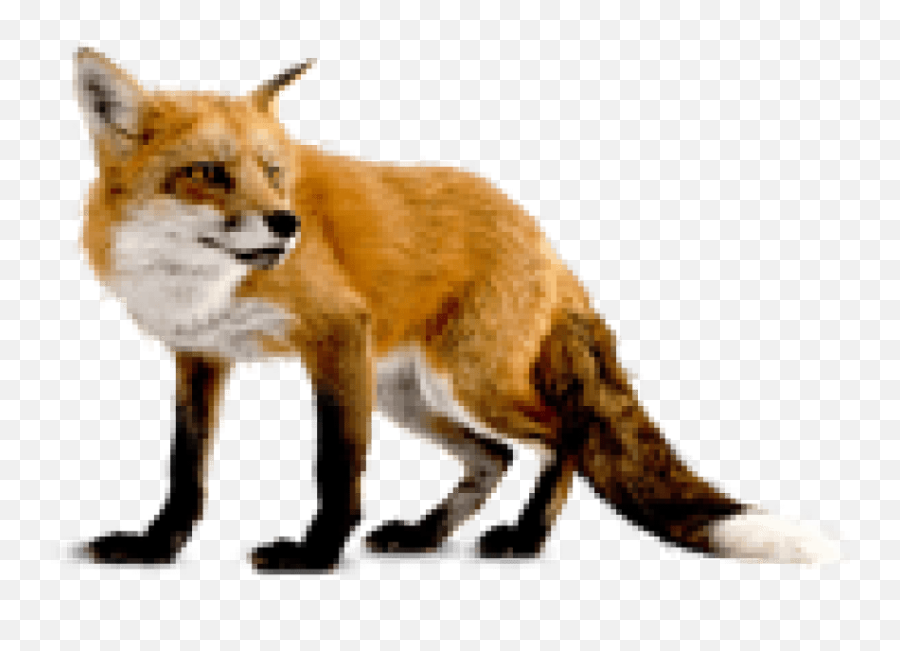 Red Fox Png 2 Image