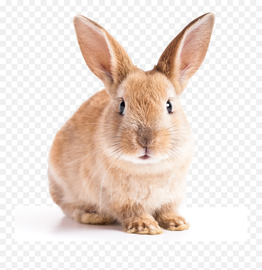 Homepage Leaping Bunny Png Easter Email Icon