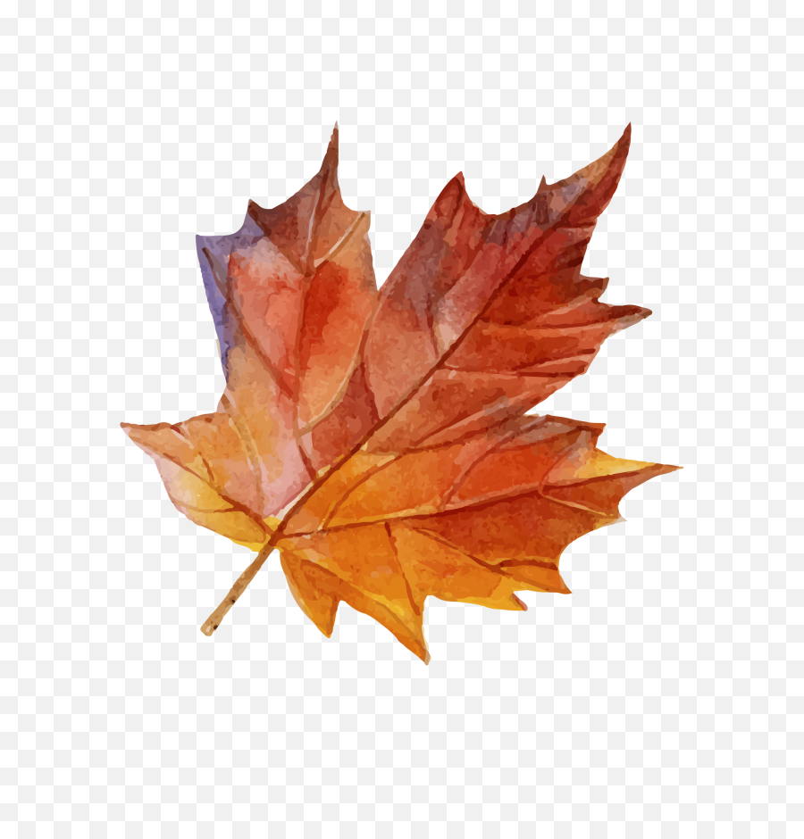 Maple Leaf Png Image Free Download Searchpngcom - Maple Leaf,Tropical Leaf Png