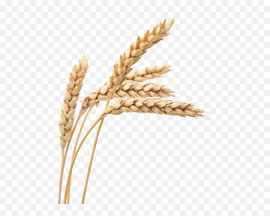 Wheat Transparent Png Clipart Images - Wheat Png,Wheat Transparent Background