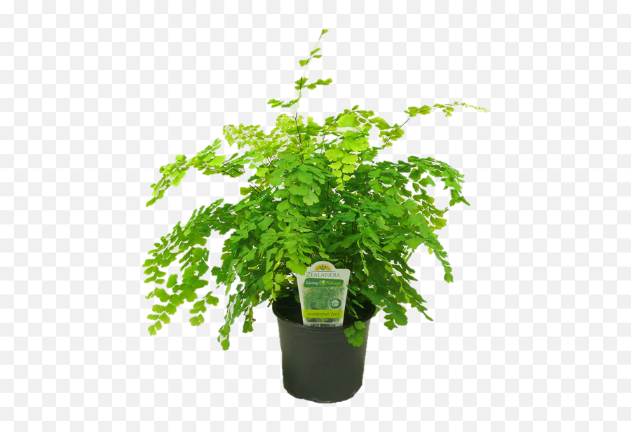 12cm Maidenhair Fern - Flowerpot Png,Fern Png