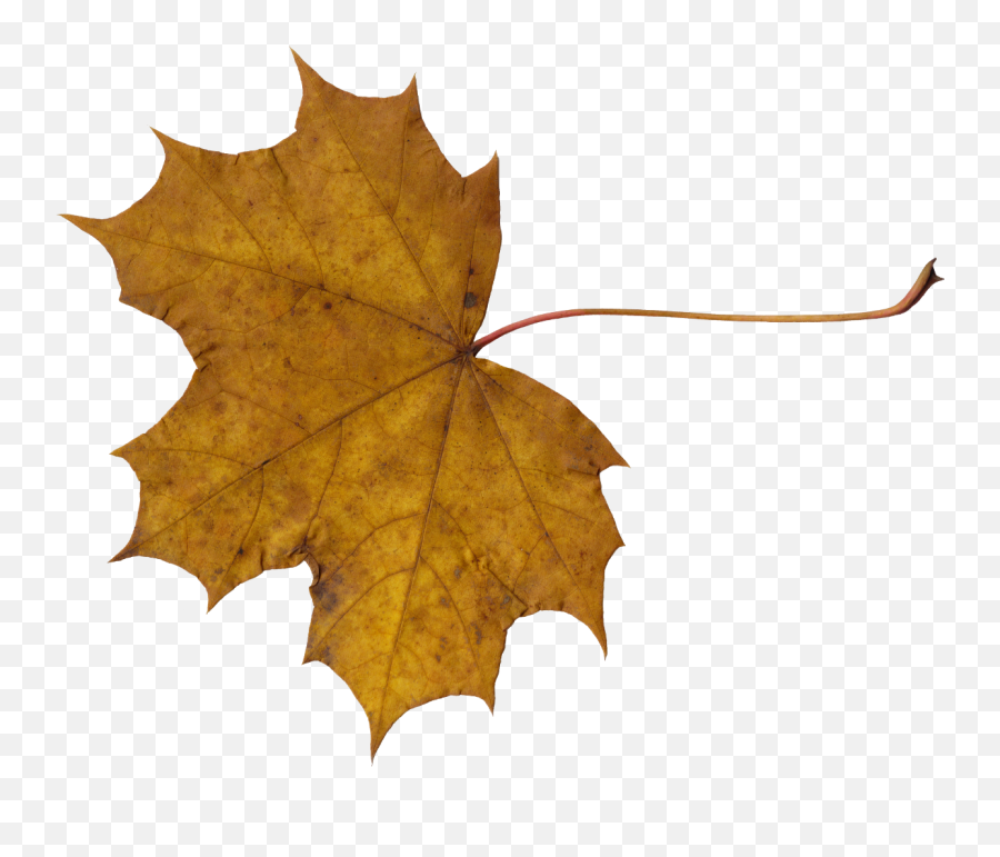 10 Maple Leaves Transparent - Transparent Dry Leaf Png,Autumn Leaves Png