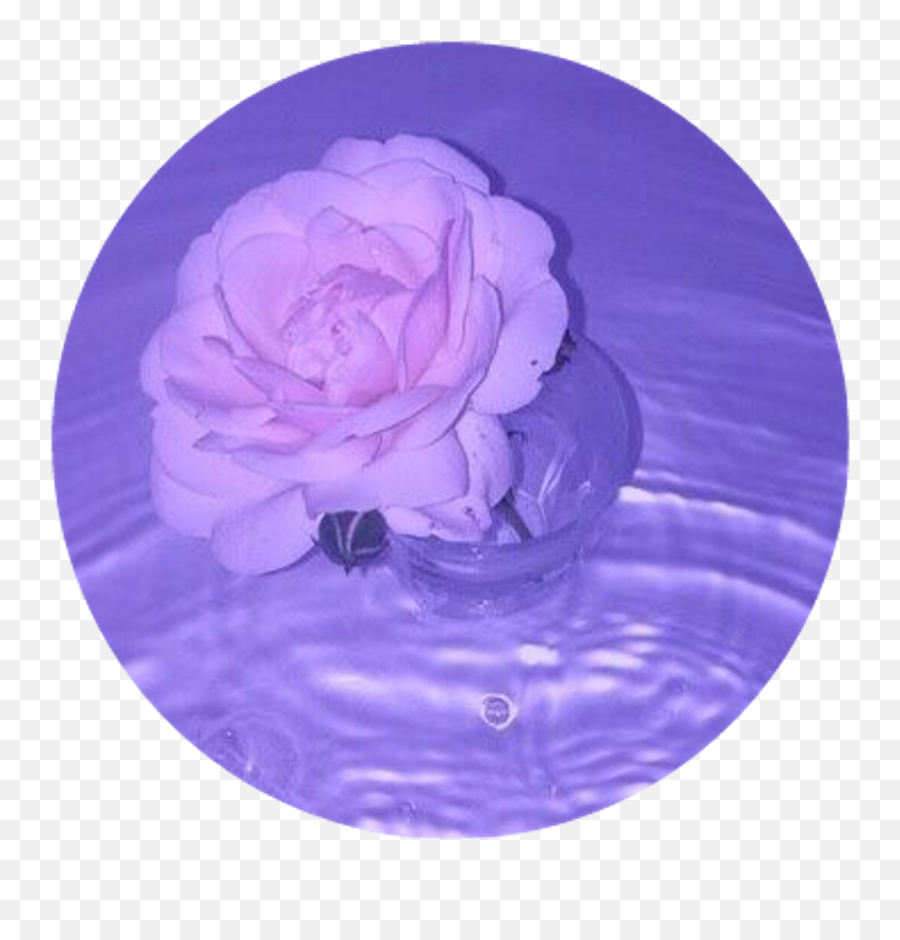 Rose Purple Tumblr Aesthetic Png - Aesthetic Purple Circle Transparent,Purple Circle Png