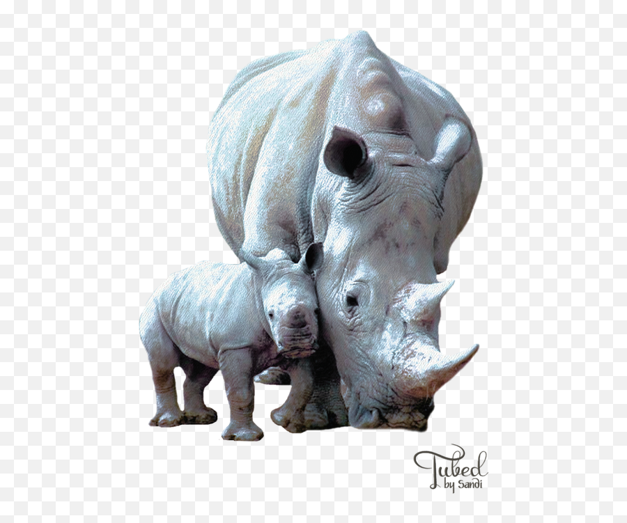 Rhino32 Cancer Survivor Rhino Digital Design Png Transparent Background