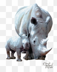 Rhino32 Cancer Survivor Digital Design Png