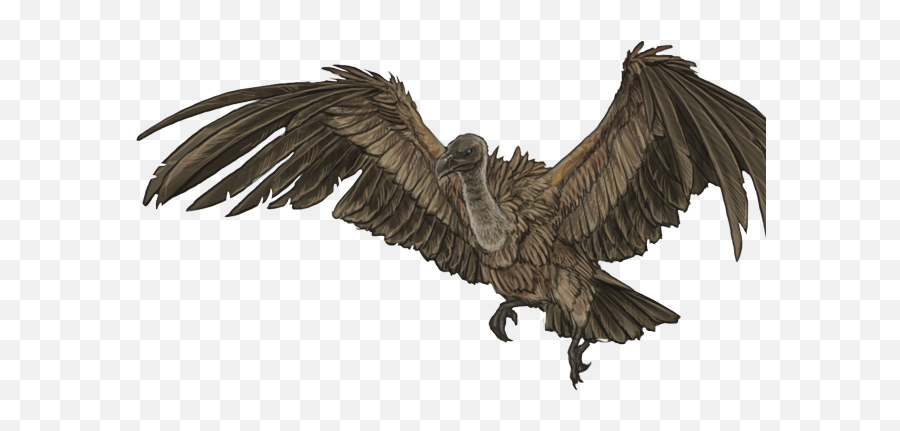 Download Vulture Png Image With No Background - Pngkeycom Transparent Vulture Flying Png,Vulture Png