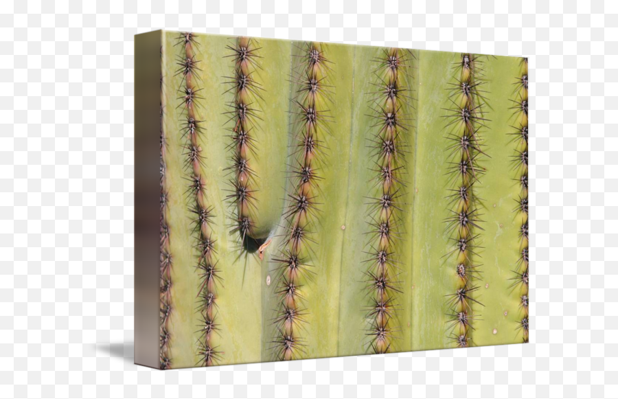 Southwest Saguaro Cactus Closeup By James - Saguaro Cactus Close Up Png,Saguaro Png