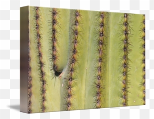 Southwest Saguaro Cactus Closeup By James - Saguaro Cactus Close Up Png,Saguaro Png