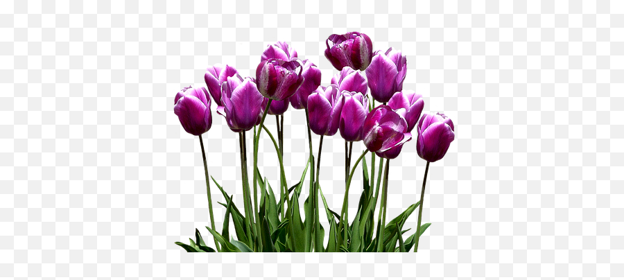 Tulip Transparent Violet Picture 2809171 - Transparent Purple Tulips Png,Violets Png