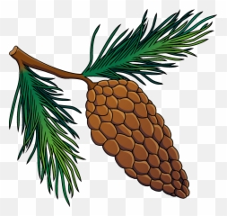 Pine Cone Clipart Free Download Transparent Png Creazilla - Clip Art,Pine Cone Png