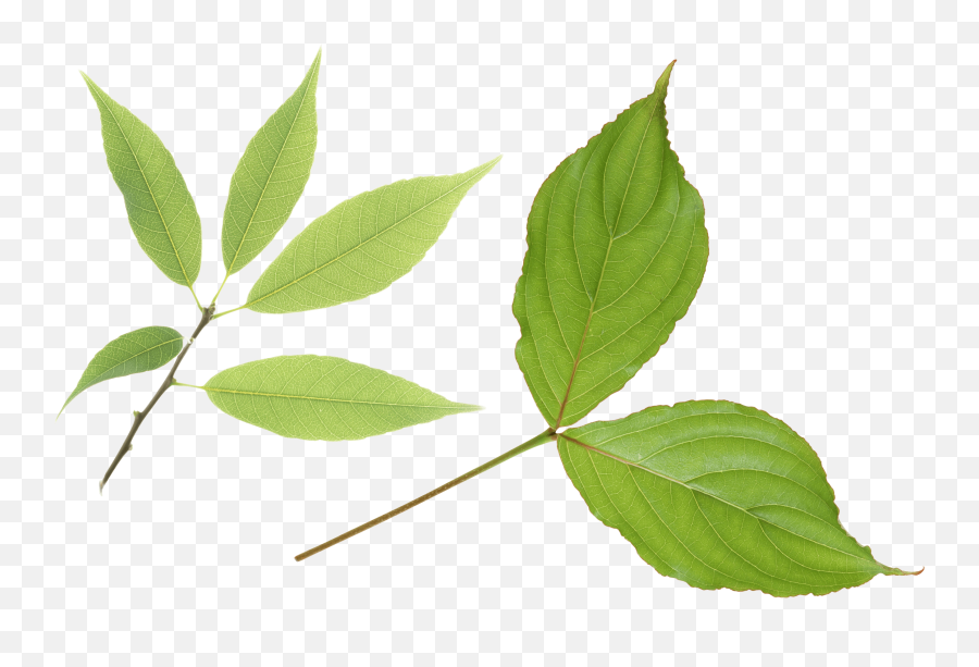 Download Green Leaf Png Hq Image Freepngimg - Transparent Two Green Leaves,Green Leaves Png