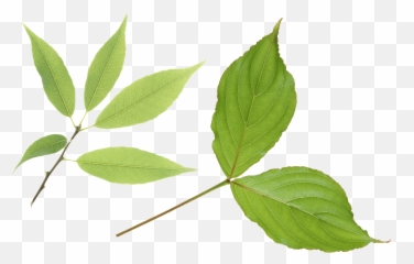 Download Green Leaf Png Hq Image Freepngimg - Transparent Two Green Leaves,Green Leaves Png
