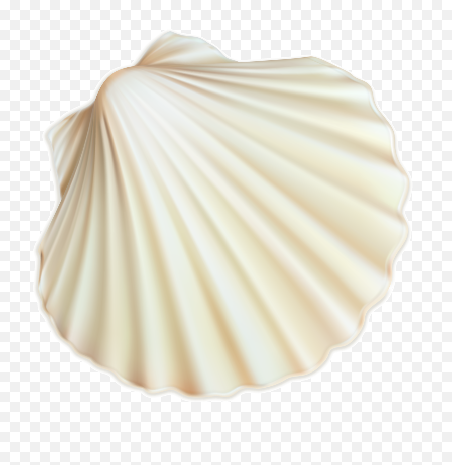 Seashell Png And Vectors For Free Download - Dlpngcom Transparent Background Seashell Png,Seashell Png