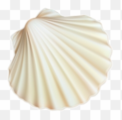 Seashell Png And Vectors For Free Download - Dlpngcom Transparent Background Seashell Png,Seashell Png