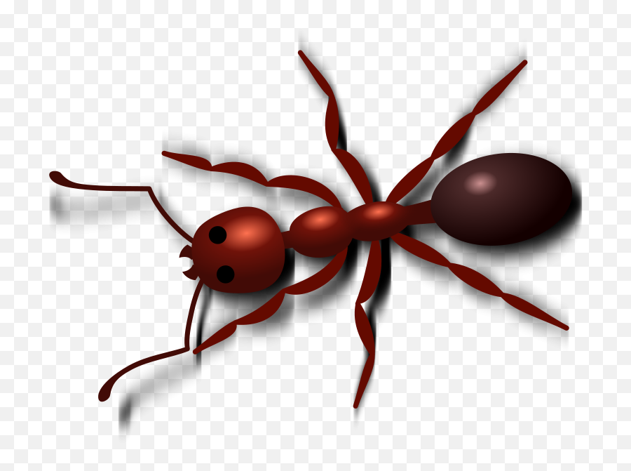 Ant Png Image For Free Download - Ant Transparent Clipart,Ant Transparent