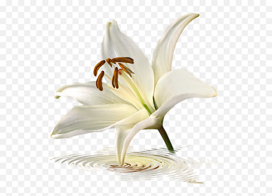 Blue Horizons - White Lily Flower Single Png,White Lily Png