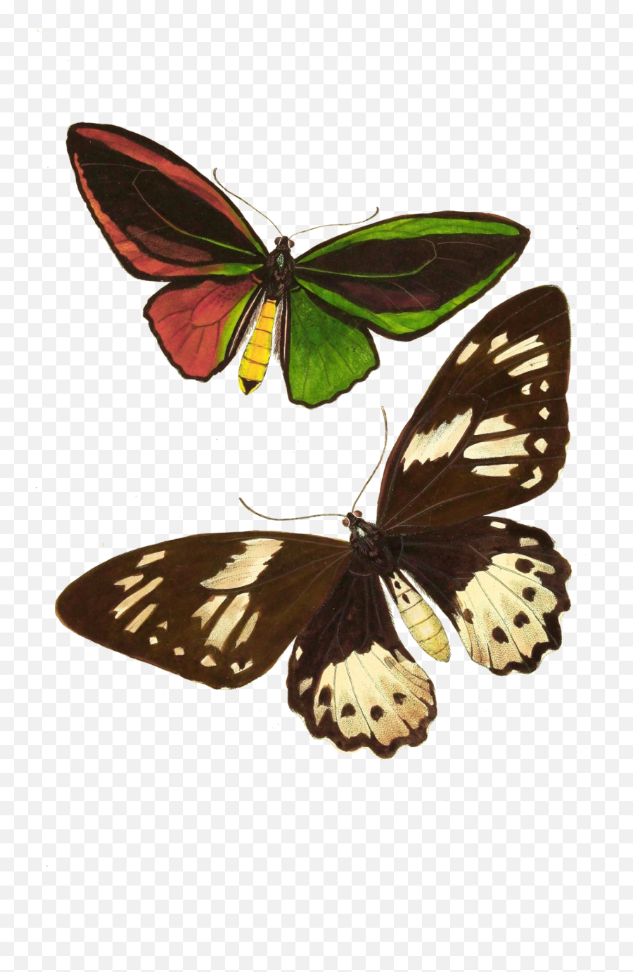 Butterfly Moth Vintage Art Free Stock - Butterflies Png,Moth Transparent Background
