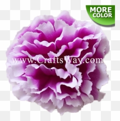 Carnations Flowers Choose Your Own Quantity and Color