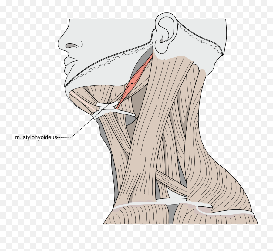 Stylohyoid Muscle - Wikipedia Stylohyoid Muscle Png,Muscle Png