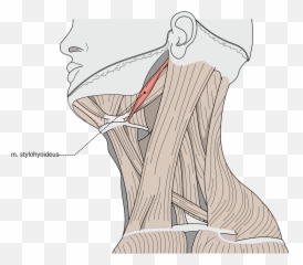 Stylohyoid Muscle - Wikipedia Muscle png