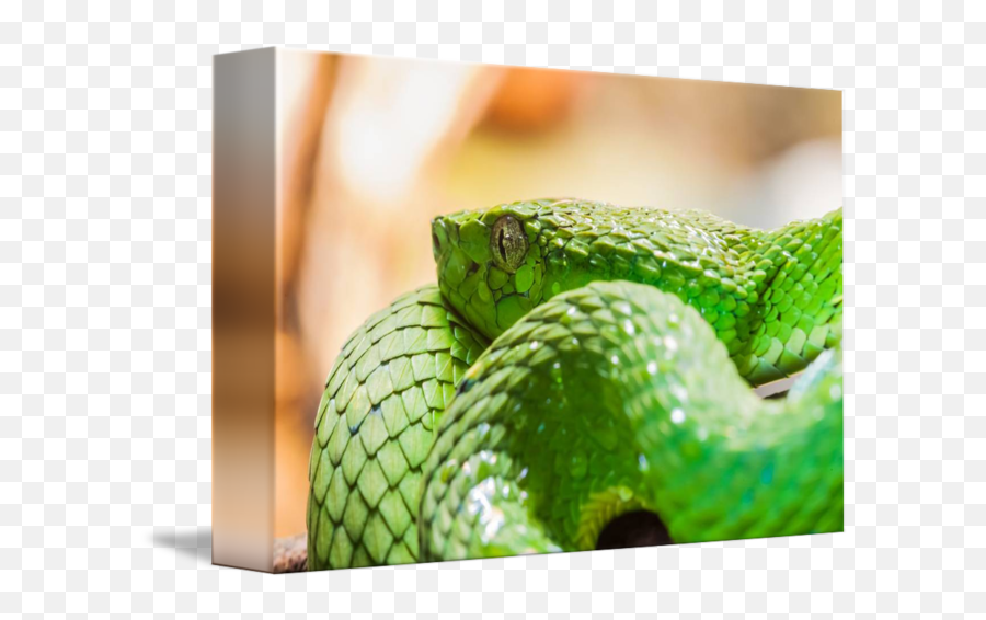Coiled Up Green Snake By Craig Lapsley Png