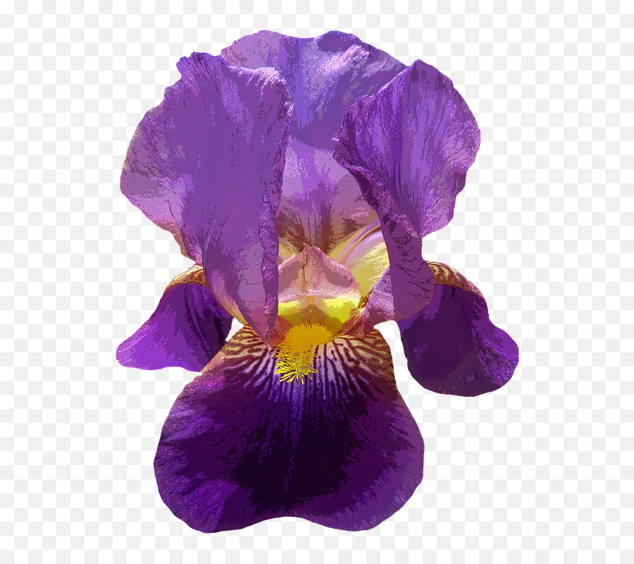 Iris Blossom Bloom Purple Garden Dark - Free Iris Flower On Transparent Background Png,Iris Flower Png
