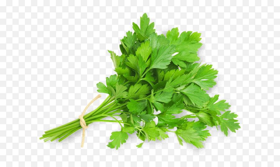 Download Perejil - Cont Parsley Png Image With No Background Persil Plat,Parsley Png